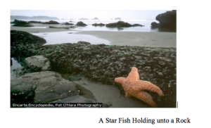 A Star Fish Holding unto a Rock