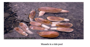 Mussels in a tide pool
