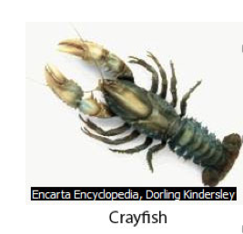 Crayfish