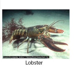 Lobster