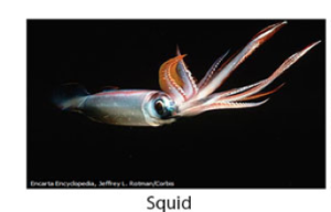 Squid
