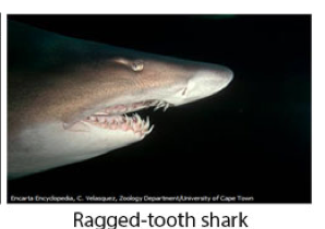 Tooth Shark