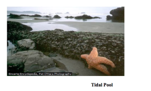 Tidal Pool