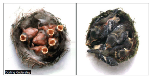 Reproductive Systems in Vertebrates