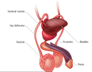 Male Reproductive System