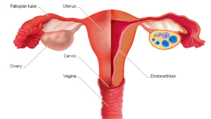 Female Reproductive System
