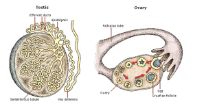 Testis and Ovary